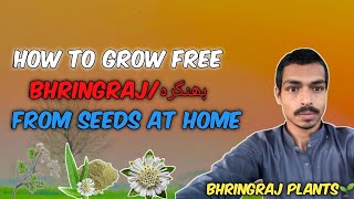 Bhringraj Ka paudha ghar mein grow krein  Bhringraj from seeds [upl. by Emina]