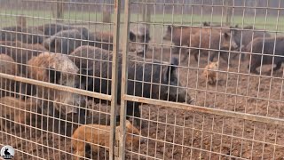 Trampas que utilizan los agricultores para hacer frente a los jabalíes invasores [upl. by Maxentia]