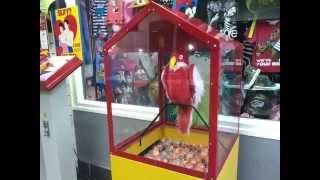 Loreto Parrot vending machine [upl. by Ynabe]