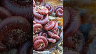 Im a Millipede Expert and Im SHOCKED by These Secrets 3 [upl. by Ahsaele497]