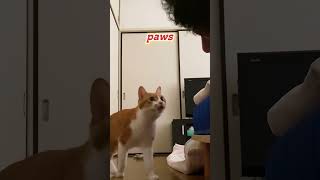 When Kitty Sniffs Bad Breathcat funny pets animals [upl. by Enaj711]