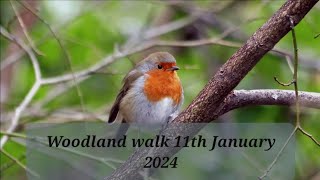 Woodland walk 11th January 2024 [upl. by Novonod313]