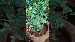 Ruta Graveolens Medicinal plant  Shorts [upl. by Anem]