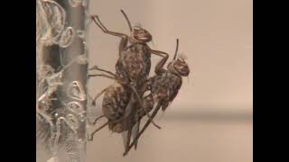 Tsetse flies mating behavior Glossina morsitans morsitans [upl. by Kcirrej]