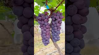 Hermoso Viñedo Explora la Cosecha de Uvas Frescas [upl. by Clo]