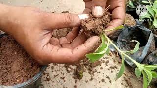 How to grow stevia plants from cutting propagationHow to harvest and save stevia Rebaudiana seeds [upl. by Ontine]