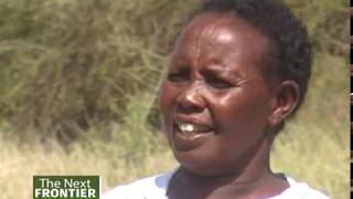 Keeping Livestock well fed during a drought season in Kajiado – Part 1 [upl. by Guildroy]