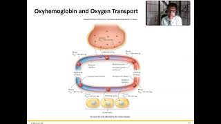 Ch 16 Respiratory System Gas Transport [upl. by Aihsemot]