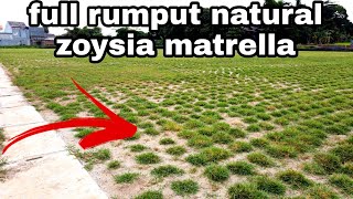 melihat lebih dekatfull rumput zoysia matrella di lapangan latih indomilk arena persita tangerang [upl. by Alemahs]