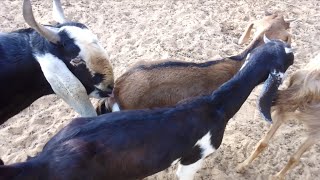 Goat Sounds Video  Desi Bakri Ka Awaaz  Goat Farming Video [upl. by Lantz]