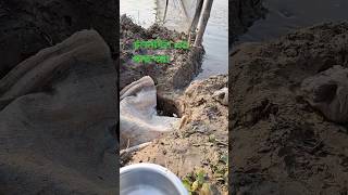 চলনবিল এর মাছ ধরা আনেক আনেক মাছcholonbil fishing [upl. by Dicky44]