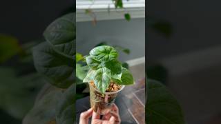 ✨ Watch my Alocasia Dragon Scale grow in sphagnum moss so satisfying 🌿alocasiadragonscale [upl. by Voccola]