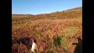 Gundogs at Shap and the garden5 [upl. by Scotti898]