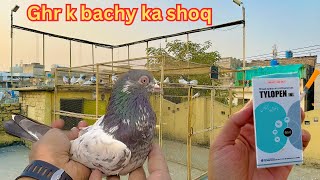 Ghr k bachy ka shoq  breeding progress   Dar pigeons club [upl. by Catharina]