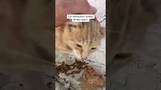 Found Another Kitten catdistributionsystem kitten evenoel [upl. by Pepita]