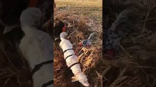 English Setter locking down a pheasant englishsetter hunting pheasant pheasanthunting [upl. by Ynoyrb]