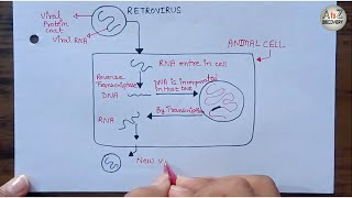 Replication of RETROVIRUS  Retrovirus infected normal cell AIDS Virus [upl. by Neelia]