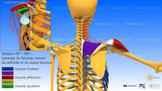 Anatomie 3D myologie élévation latérale du bras dans la plan de la scapula [upl. by Lasko]