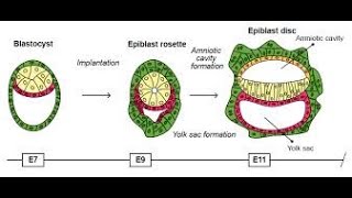 Formation of the Amniotic cavity  Amniotic fluid  Amniotic membrane [upl. by Karrah827]