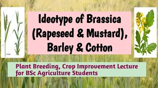 Ideotype of Brassica Rapeseed amp Mustard barley and cotton [upl. by Ellenej165]