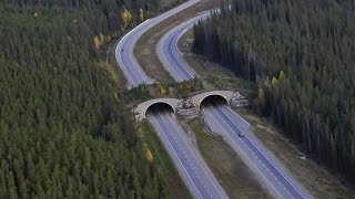 A Wild Way to Move  Banff National Park contains flashing images [upl. by Rajiv]