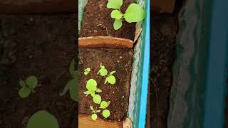 lovely gardengrow seed 🌿🌱🍀motivational shayariytshort trending RJ gardening ♥️ [upl. by Dulcea]