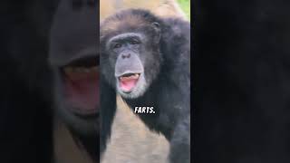 Funny Gorilla Facts You Wont Believe [upl. by Gilpin]