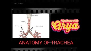 TRACHEA ANATOMY THORAX IN TAMIL [upl. by Eniawtna119]