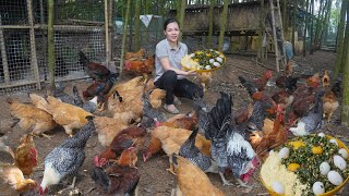 Raising Organic Chickens in The Forest Processing Natural Food for Chickens to Lay Lots of Eggs [upl. by Yllet]