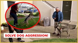 How to Solve Dog Aggression  Dog Nation [upl. by Neuberger]