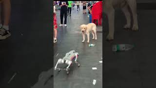 Nature vs Technology The Rise of the Robot Dogrobot dog funny funnypet robotic [upl. by Edlitam]