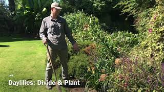 How to Divide and Plant Daylilies [upl. by Ahsemot805]