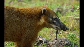 Caracara and Coati Fight Over Food  Wild Brazil  BBC Earth [upl. by Naie465]