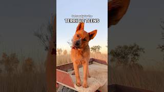 Adolescent heelers are their own species 😈 redheeler heelerpuppy terribleteens redcattledog [upl. by Ahsiea]