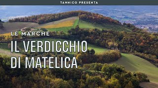 Le caratteristiche del Verdicchio di Matelica  Tannico Flying School [upl. by Oidacra]