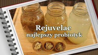 Lek na jelita i najlepszy napój probiotyczny  REJUVELAC [upl. by Nhguav]