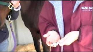 Applying Ointment to your Horses Eye [upl. by Nilyak]