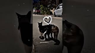 Cute cat makes heart ❤️ tail [upl. by Enilarac]