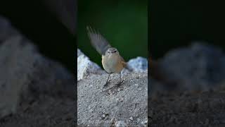 Mountain Chiffchaff Breeding display in slowmo birds nature wildlife birdsounds [upl. by Hancock624]