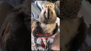 bird has something important to say🤣😂😂 [upl. by Reham578]