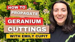 How To Propagate Geranium Cuttings Takes Less Than 1 Minute [upl. by Venice654]