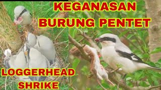 LOGGERHEAD SHRIKE FEEDING IN NEST BUTCHER BIRD [upl. by Gilligan]