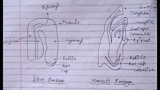 Dicot amp Monocot Embryo Diagram  What are Dicot and Monocot  Figure of Dicotyledon amp Monocotyledon [upl. by Meehan674]