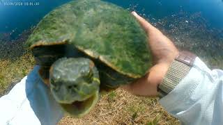 redeared slider handling and release [upl. by Davena957]