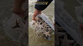 Rescue mission Over 100 Starfish safely returned to their home 🥺 [upl. by Tat206]