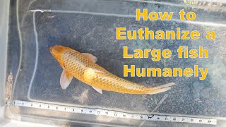 Humanely Euthanizing your Koi or Other Large Fish [upl. by Morganne]