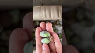 Lithops เมื่อได้รับไลทอปมาจากร้าน สิ่งแรกที่ต้องทำคือ [upl. by Alehcim]