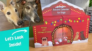 Costco Advent Calendar for Dogs amp Day 1 Reveal Will the Greyhounds Like it [upl. by Dorehs]