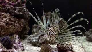 Pterois volitans HD [upl. by Waldron]