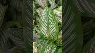 Beautiful Calathea Oranta calathea calatheaornata ornamentalplant [upl. by Ceevah]